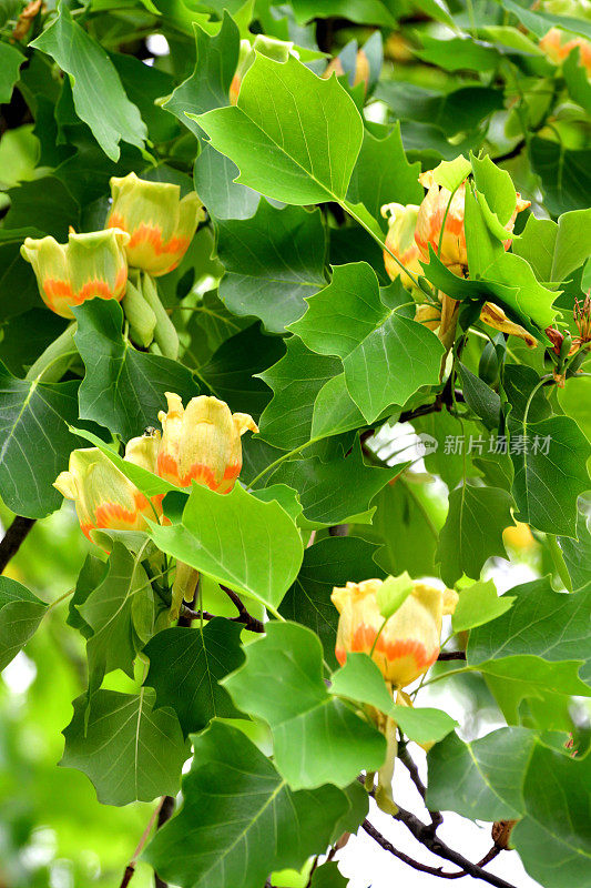 郁金香树/鹅掌楸郁金香花